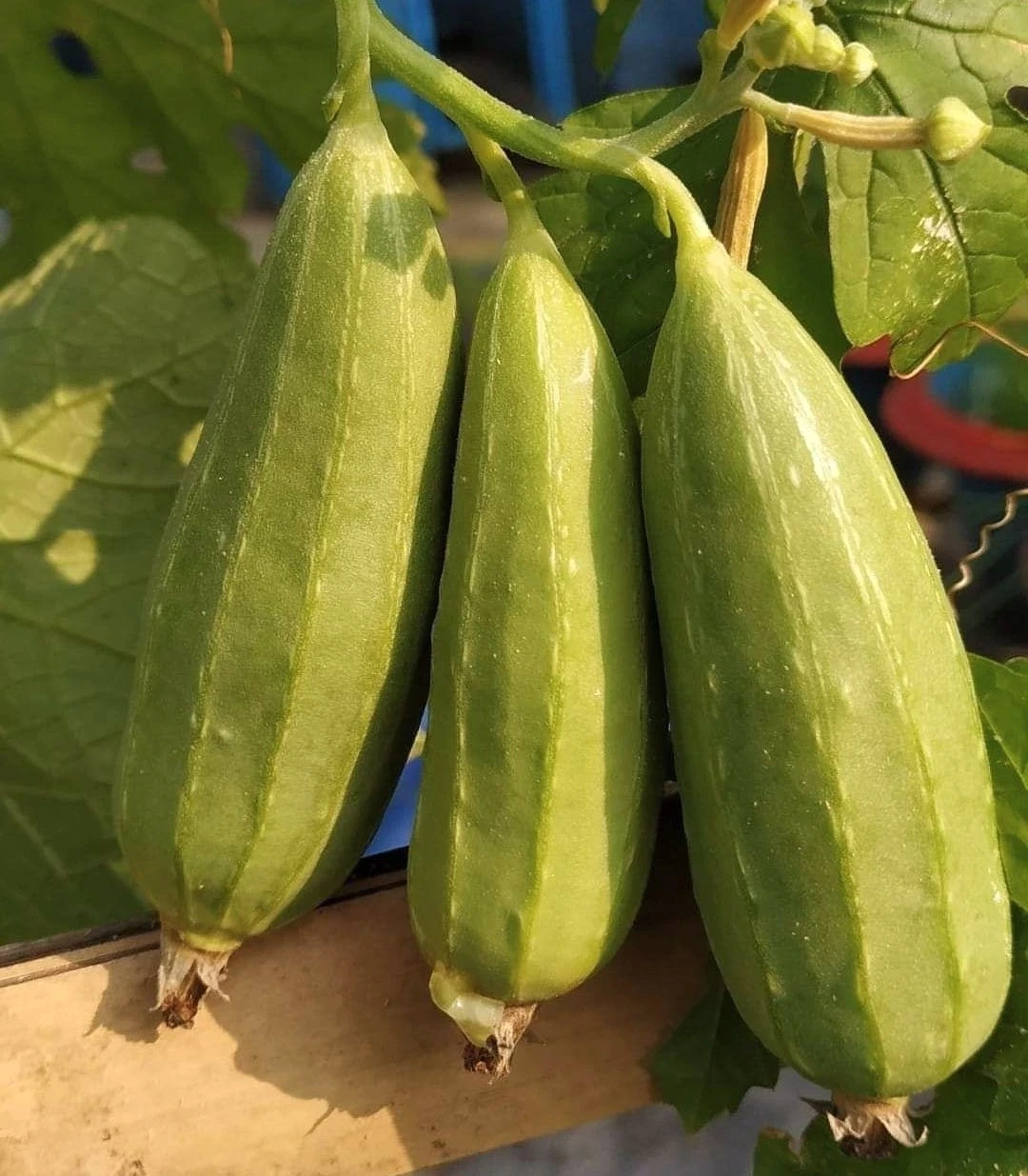 সাতপুতি (১ কেজি)