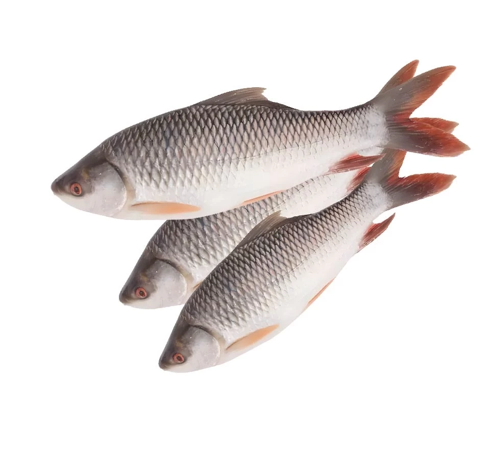 রুই মাছ ( ডিম ছাড়া ) ১.৫ কেজি