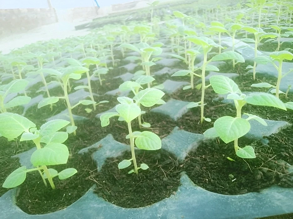 আলুর চারা ও বীজ ( টিস্যু কালচার )