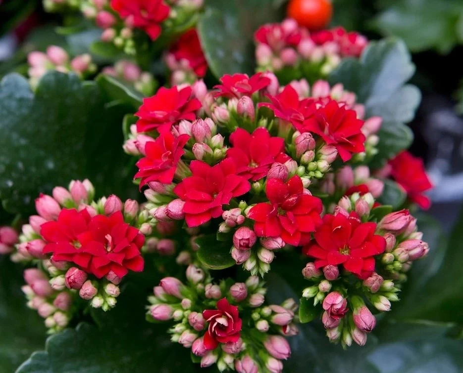 ক্যালাঞ্চু ফুলের চারা ( টিস্যু কালচার )