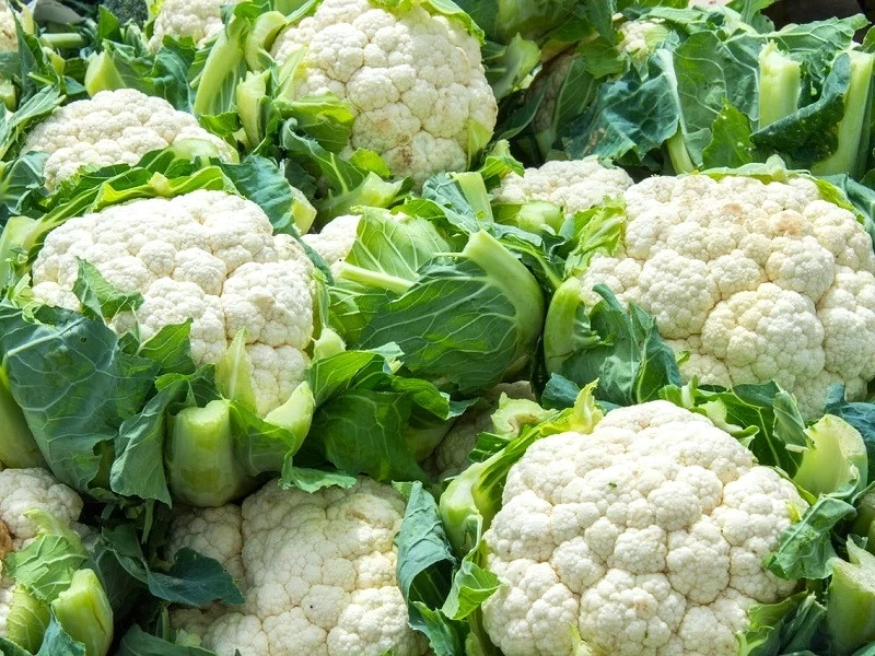 ফুলকপির চারা – উচ্চফলনশীল ও রোগমুক্ত জাত