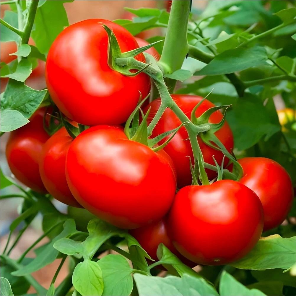 গ্রাফটিং টমেটো চারা