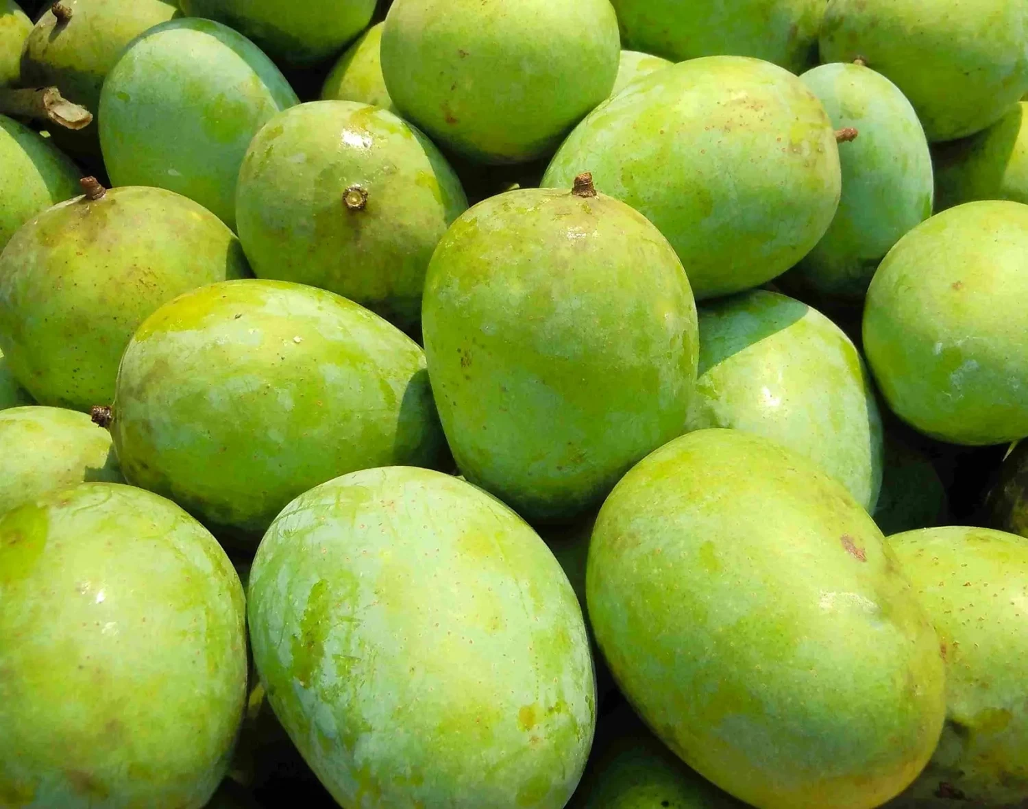 গোপাল ভোগ (১কেজি)