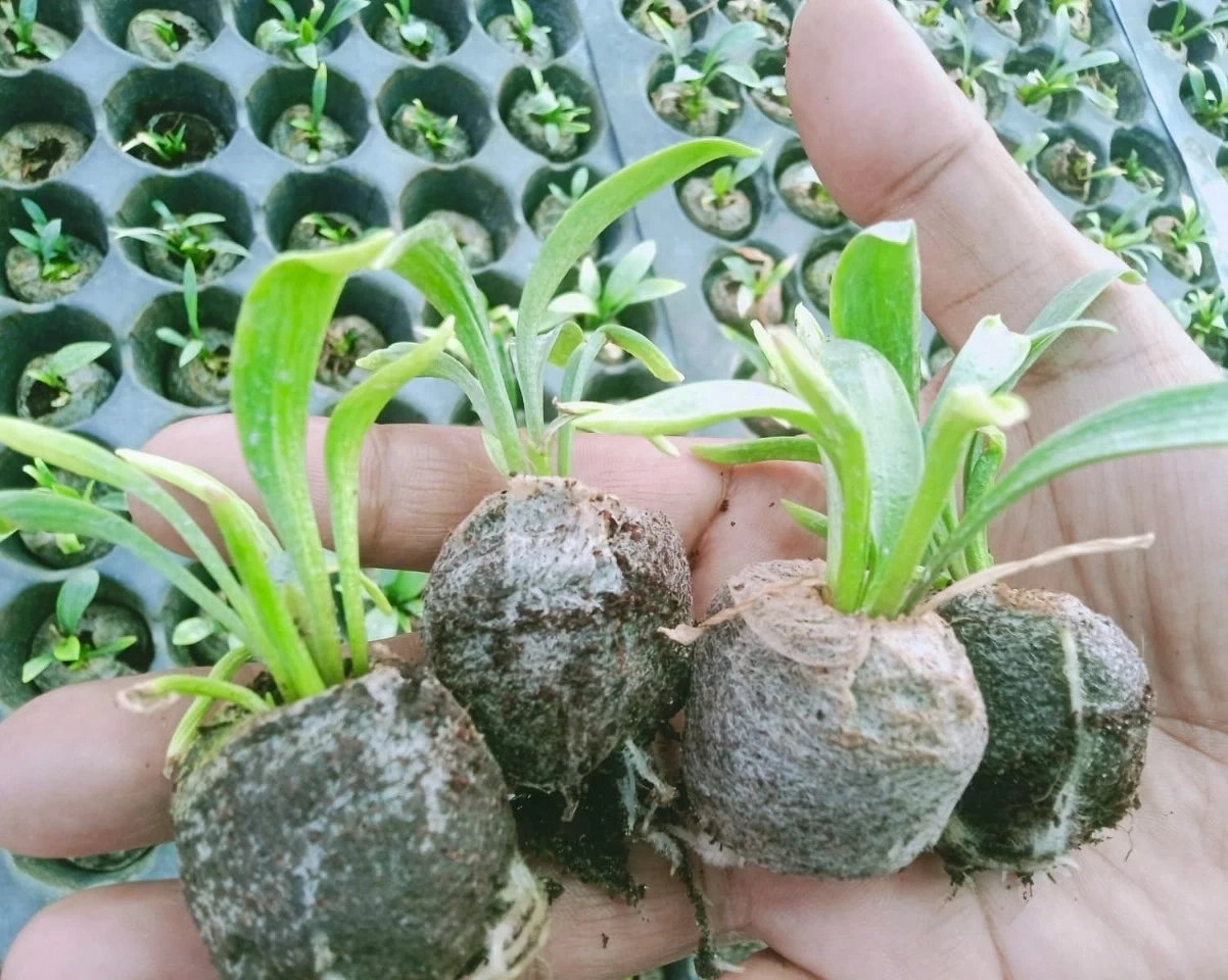 ক্যালাঞ্চু ফুলের চারা ( টিস্যু কালচার )