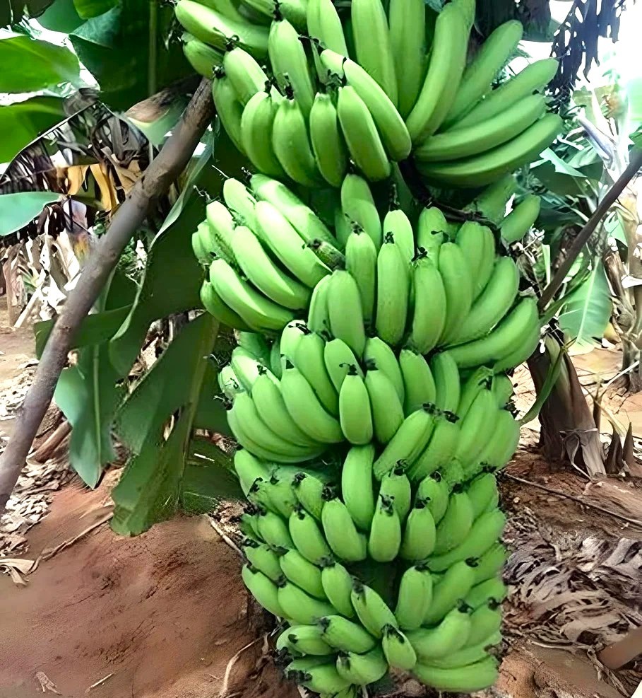 কলার চারা ( টিস্যু কালচার )