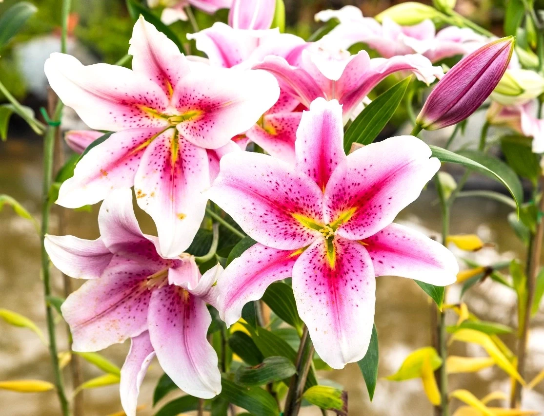 লিলিয়াম ফুলের চারা ( টিস্যু কালচার )