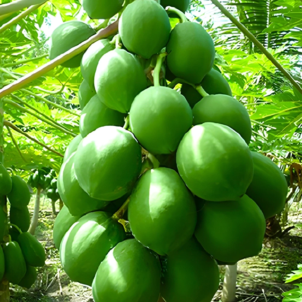 পেপের চারা – দ্রুত ফলনশীল ও রোগমুক্ত জাত!